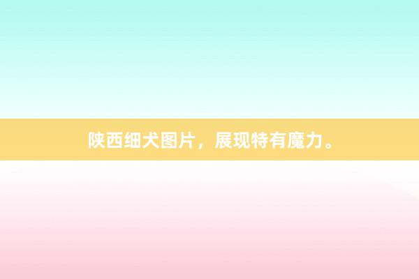 陕西细犬图片，展现特有魔力。