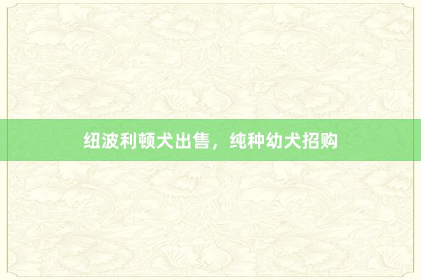 纽波利顿犬出售，纯种幼犬招购